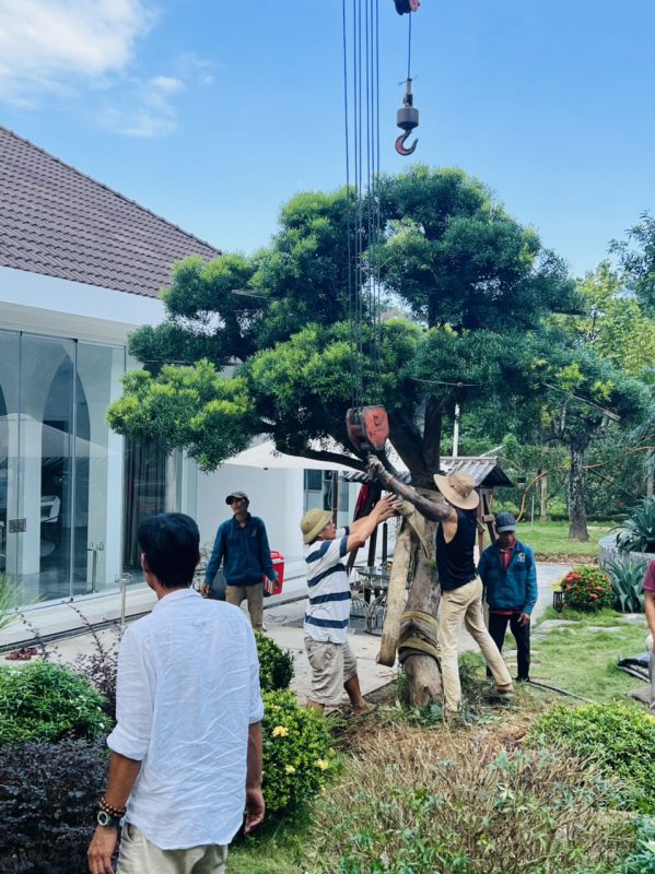 Công Ty TNHH TM Và Cảnh Quan Sân Vườn Hoàng Anh Mộc