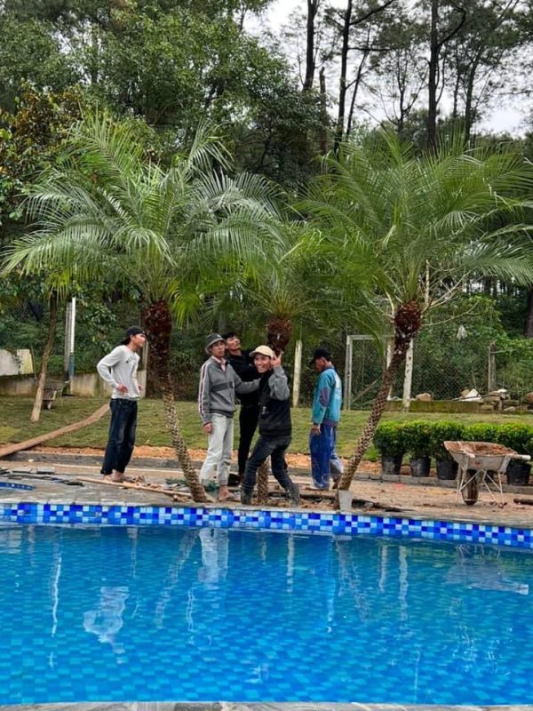 Công Ty TNHH TM Và Cảnh Quan Sân Vườn Hoàng Anh Mộc