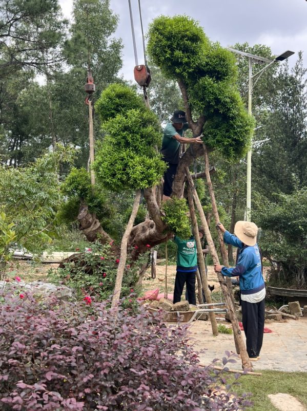 Công Ty TNHH TM Và Cảnh Quan Sân Vườn Hoàng Anh Mộc