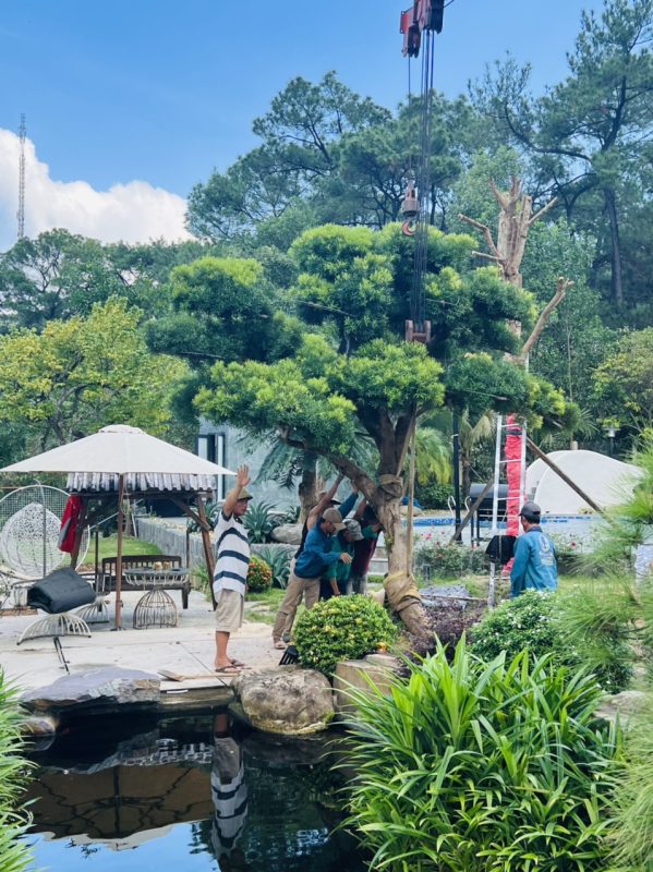 Công Ty TNHH TM Và Cảnh Quan Sân Vườn Hoàng Anh Mộc