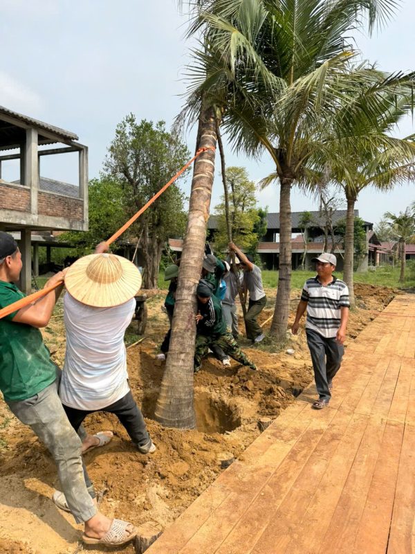 Công Ty TNHH TM Và Cảnh Quan Sân Vườn Hoàng Anh Mộc