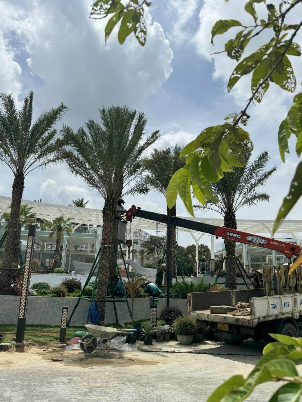 Công Ty TNHH TM Và Cảnh Quan Sân Vườn Hoàng Anh Mộc