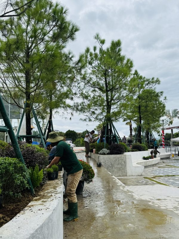 Công Ty TNHH TM Và Cảnh Quan Sân Vườn Hoàng Anh Mộc